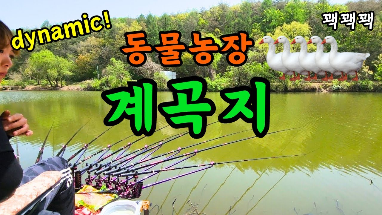 붕어낚시꾼 나래붕어 다이나믹 그자체 동물농장 계곡지/항상 조심합시다ㅠ