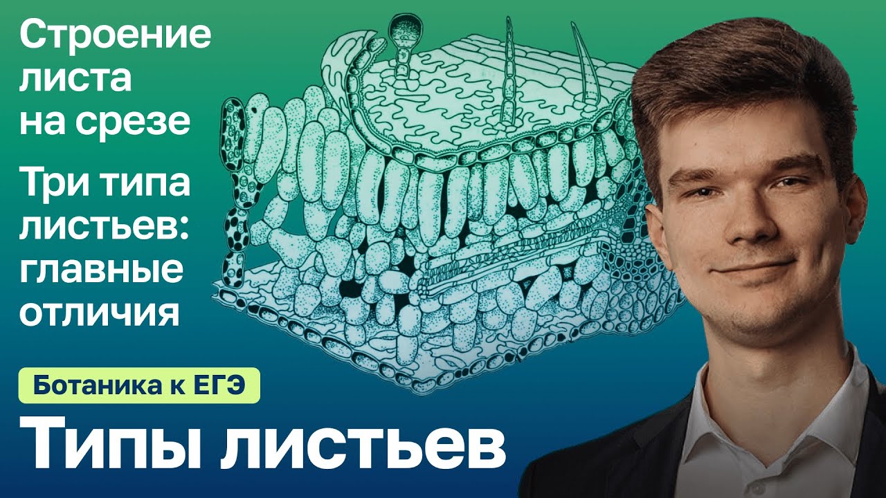 7.22. Типы листьев. | Ботаника к ЕГЭ | Георгий Мишуровский