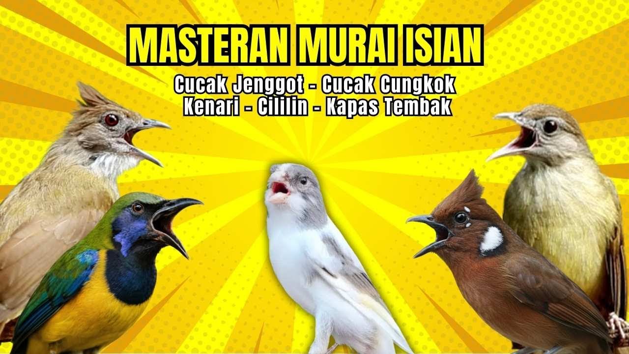 Masteran Murai Isian Kenari, Cungkok, Cililin, Cucak Jenggot, Kapas Tembak