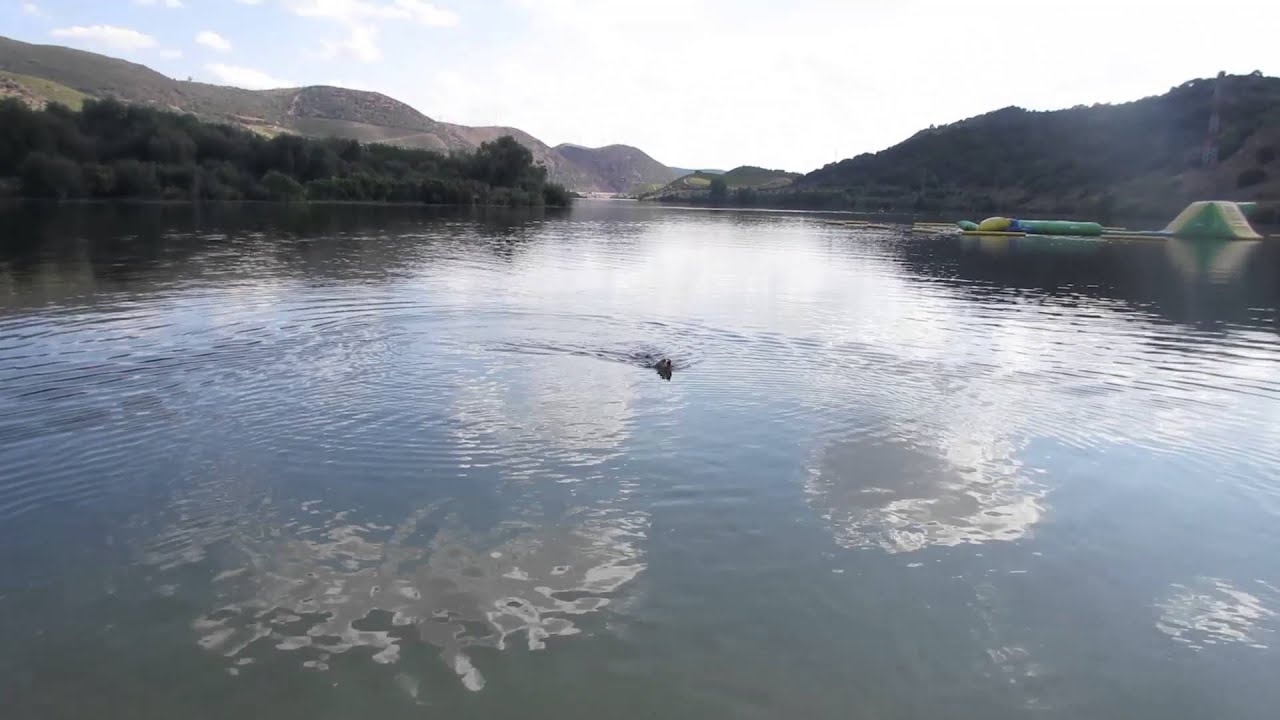 Boris The Beagle playing in the water