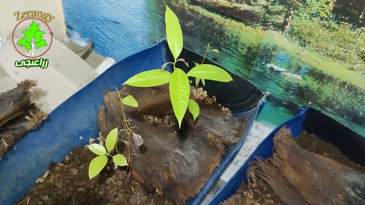 استكمال مزرعه الزاحف الأفريقى وتوضيح قوة نمو البذور داخل المزرعة #زراعنجى 🌱