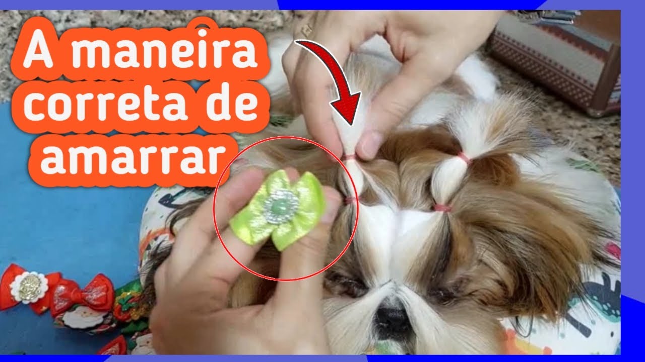 Como prender o pelo da cabeça do Shih tzu?