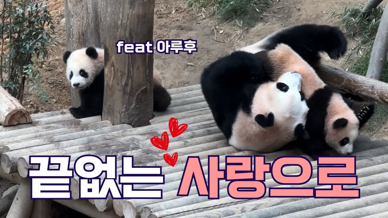 끝없는 사랑으로 (ft. 아이바오 루이바오 후이바오) | 바오리듬