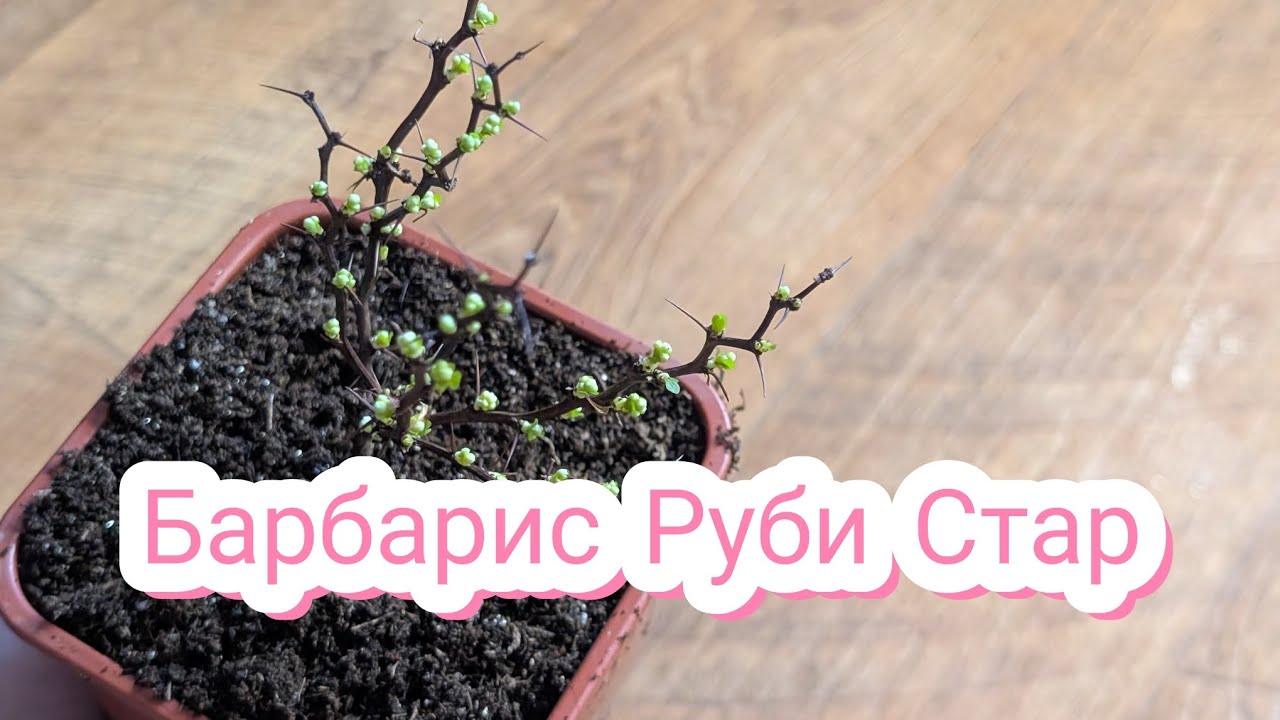 Черенкование барбариса одревесневшими черенками