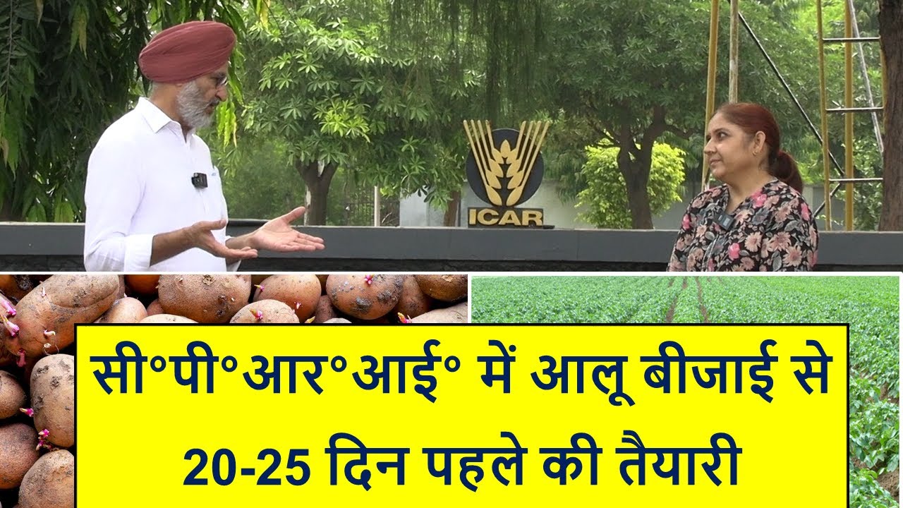 SPF 73 - आलू बीजाई से 20-25 दिन पहले की तैयारी II  What to do 20-25 days before potato planting II