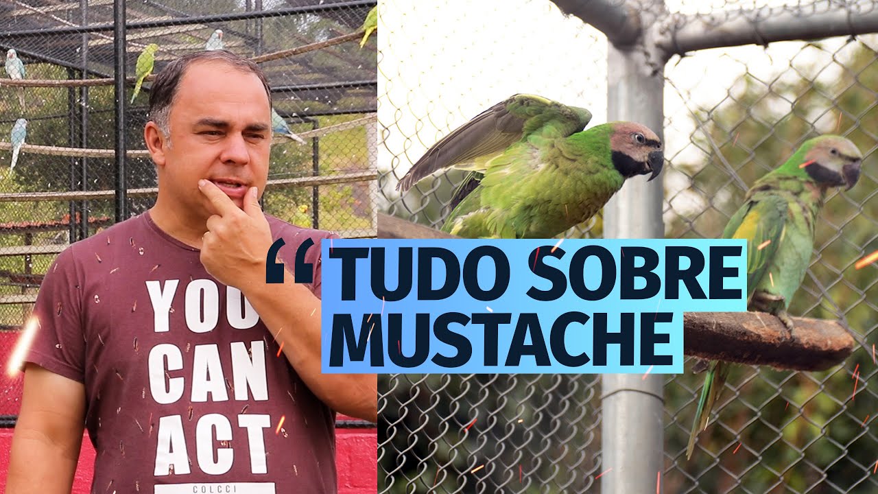 VALE A PENA CRIAR MUSTACHE?