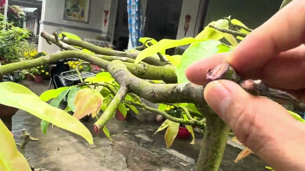 Xả tàn mai đúng cách
