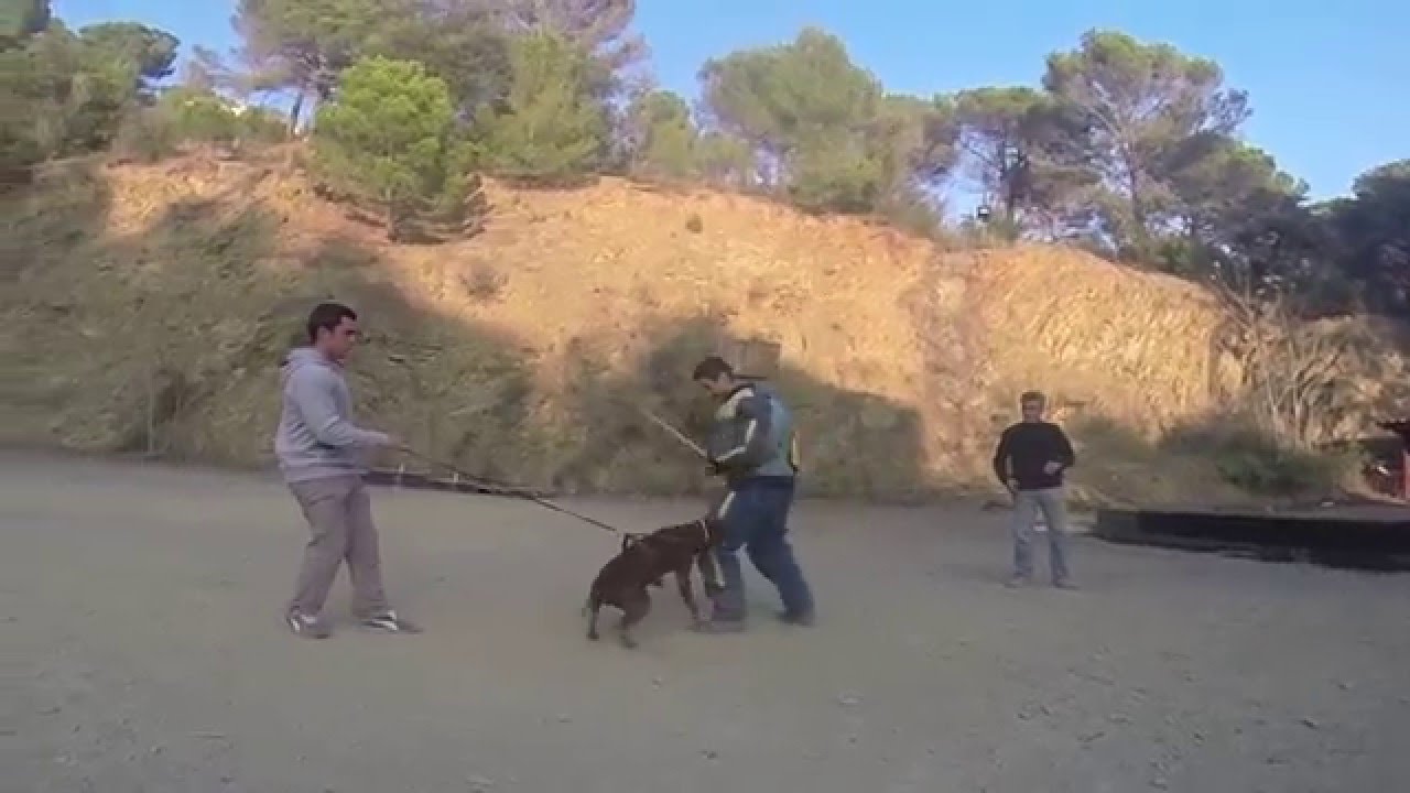 ►  Curso Adiestramiento Canino Civil y Deportivo | Adiestrador Canino | Los Guardianes centro canino