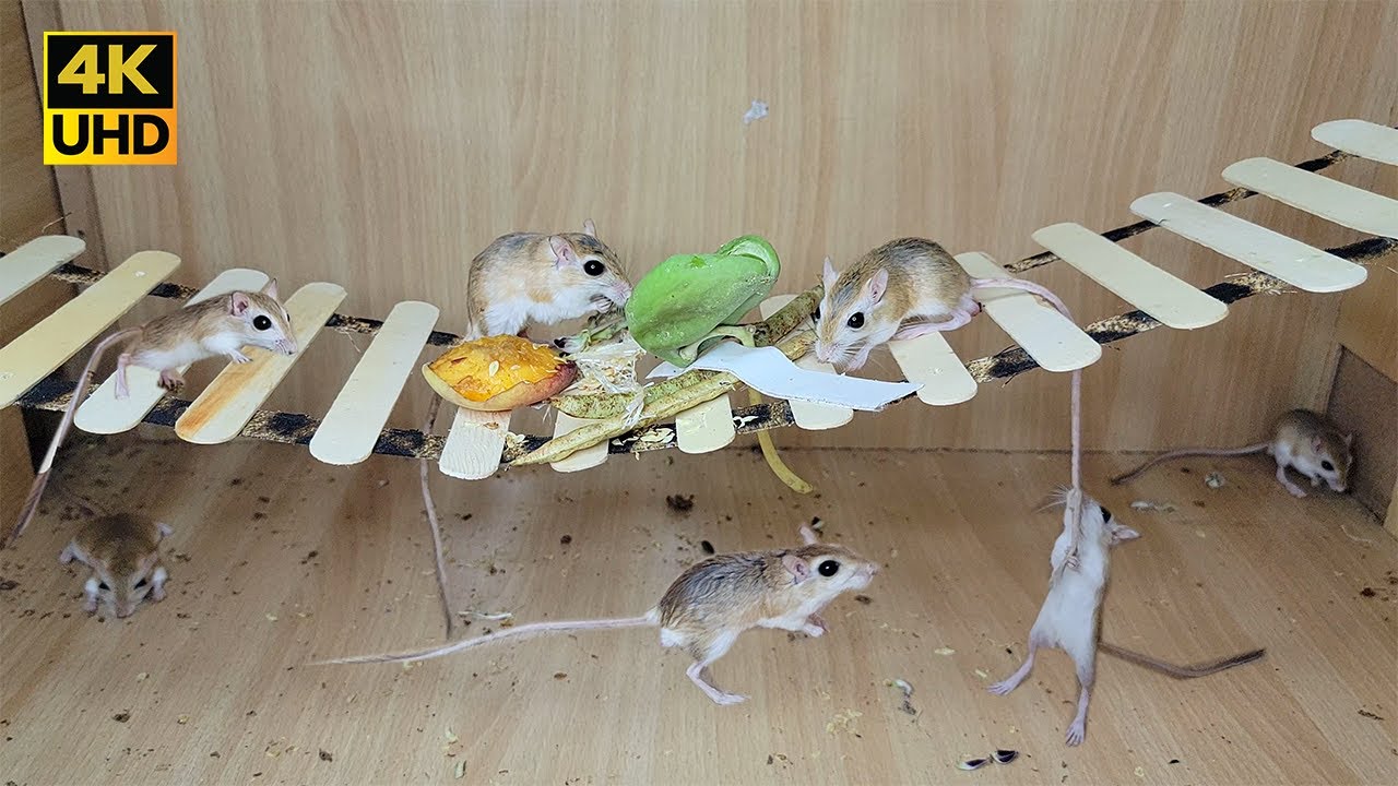 Cat Tv - Mice Games for Cats To Enjoy - 8 Hours 4k Mice Fun Video For Cats