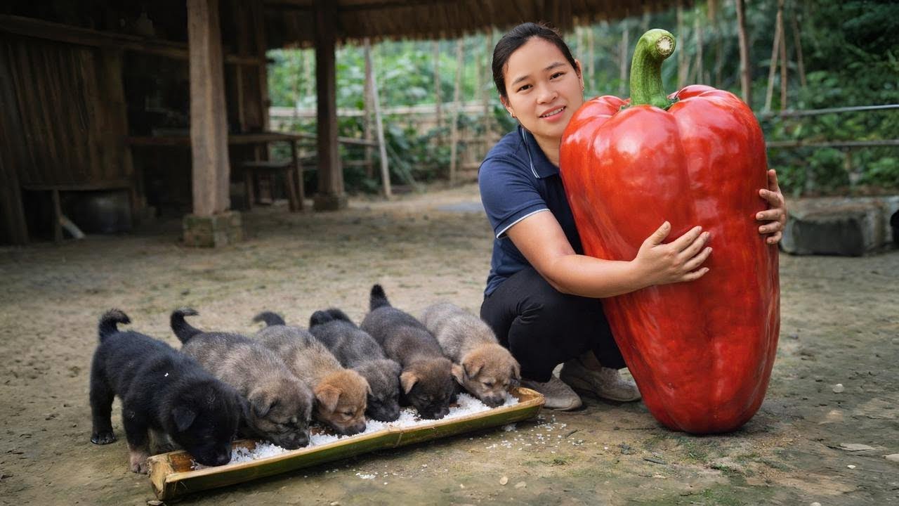 Harvesting Bell Peppers And Taking Care Of My Puppies | Daily Life in Farm