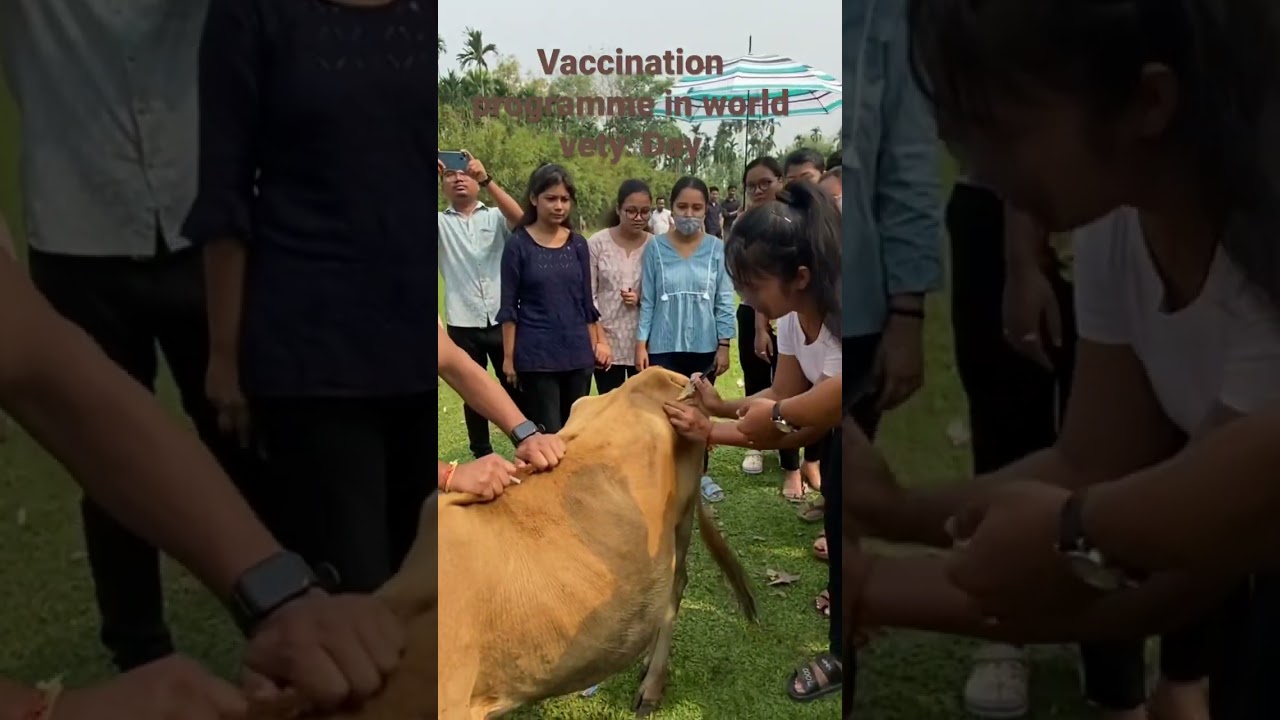 VFA trainee giving injection/vaccination to animal in World veterinary day .:2023#doctor #animals