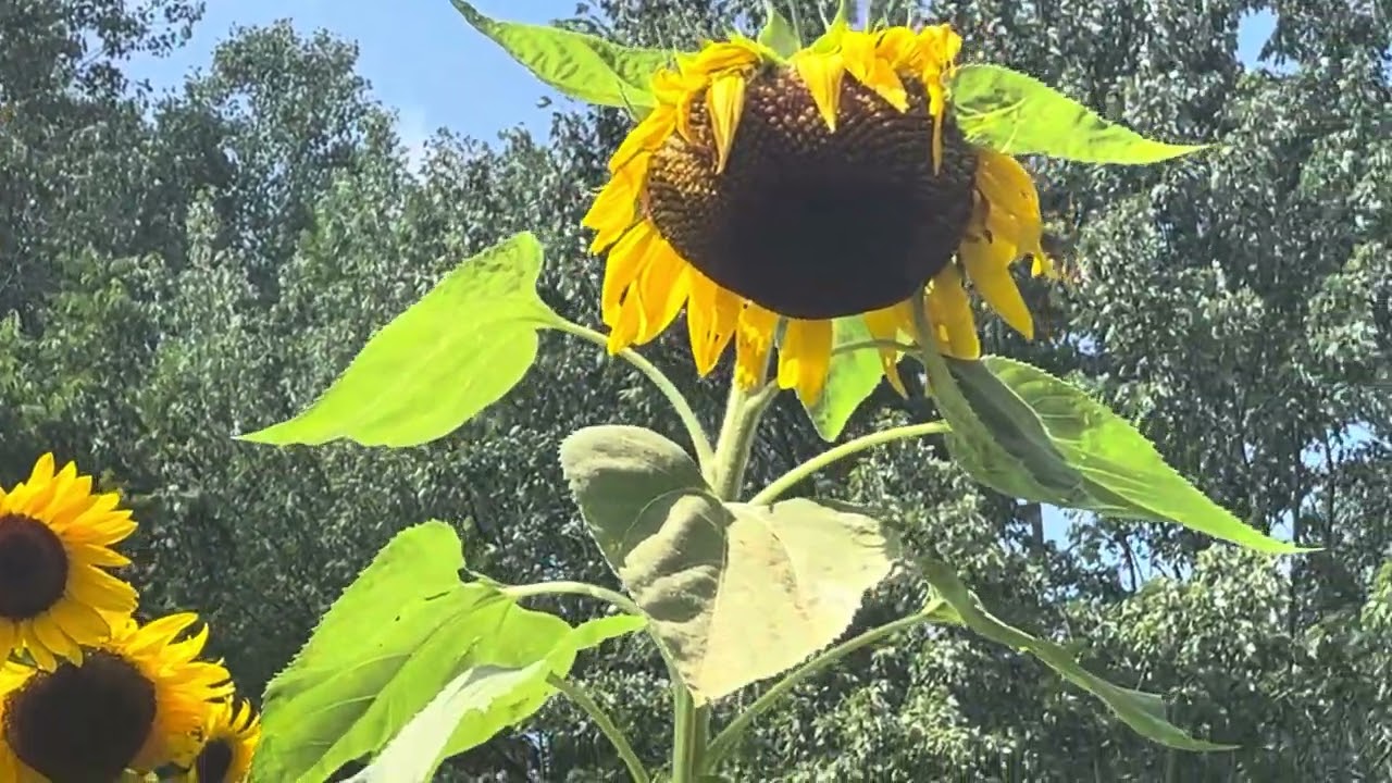 08/30/2024 garden update.