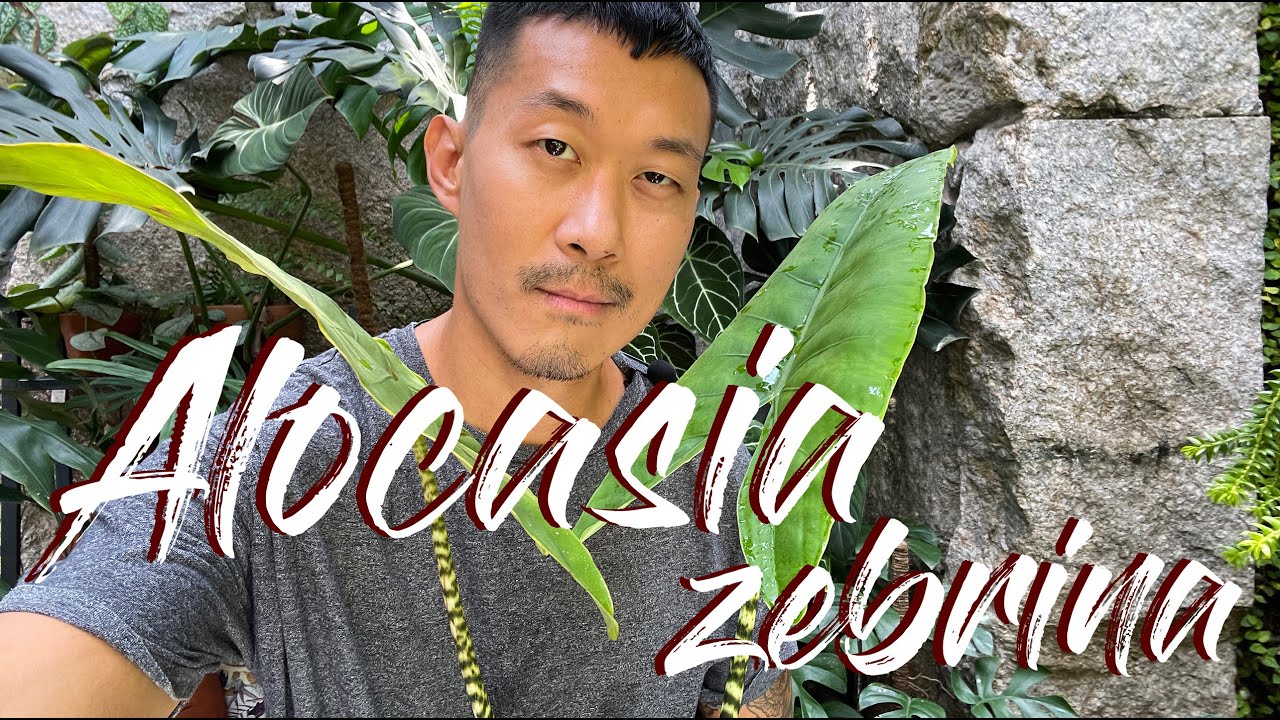 Alocasia zebrina care and propagation (with updates)