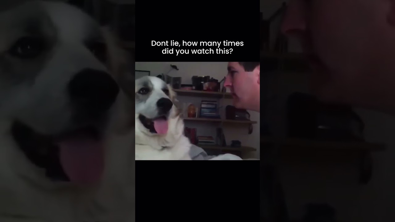 Dog slaps man when he gets too close #Dog #Man #Cute #funny #slap