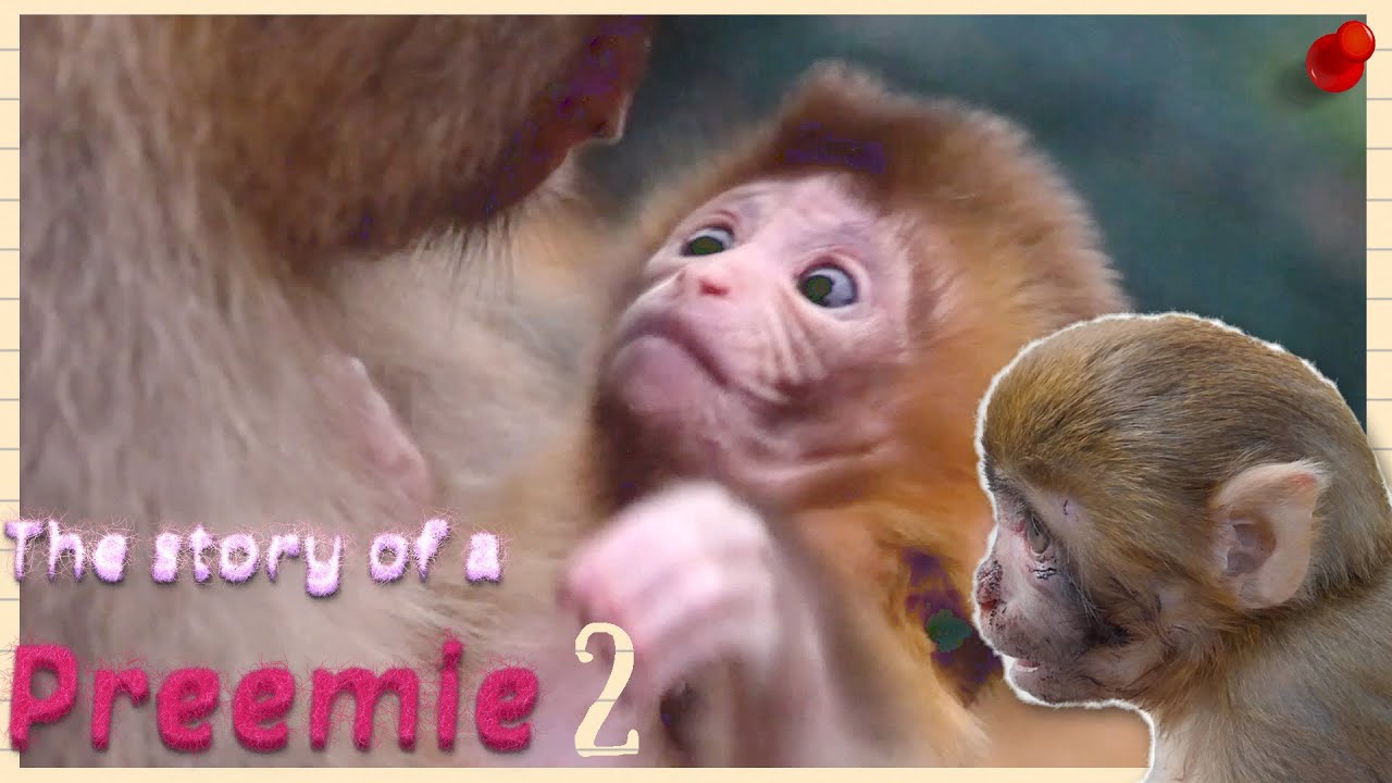 The Story of a preemie ❤️ II