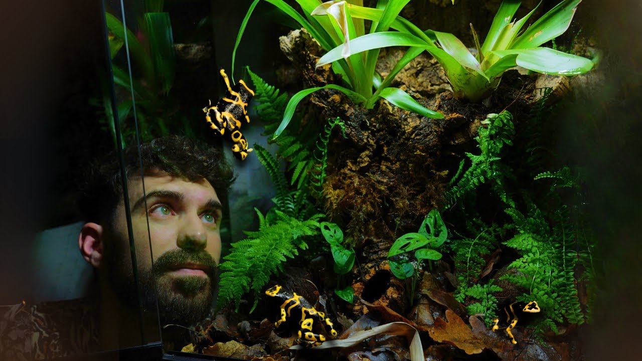 Bioactive Terrarium for Bumblebee Poison Dart Frogs