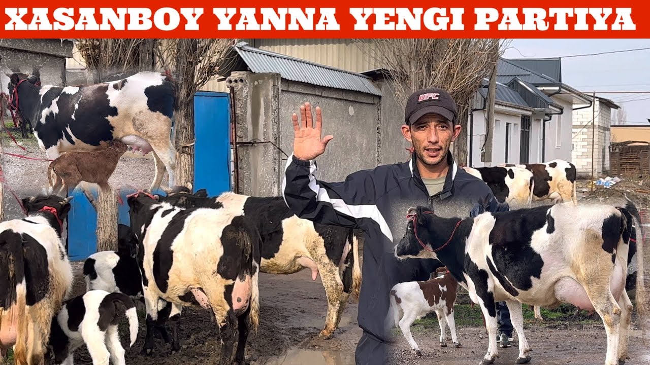XASANBOY😳F💥YANGI P ONA BOLA🥛SUTDOR SGIRLAR NARXLAR ARZON✊TUGAP QOLMASIN🔥🏃