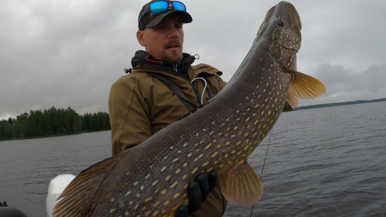HAUKI TARTTUU HAUKEEN! AHVENEN JA KUHAN KALASTUS | KUHA TANKKAA RAJUSTI!