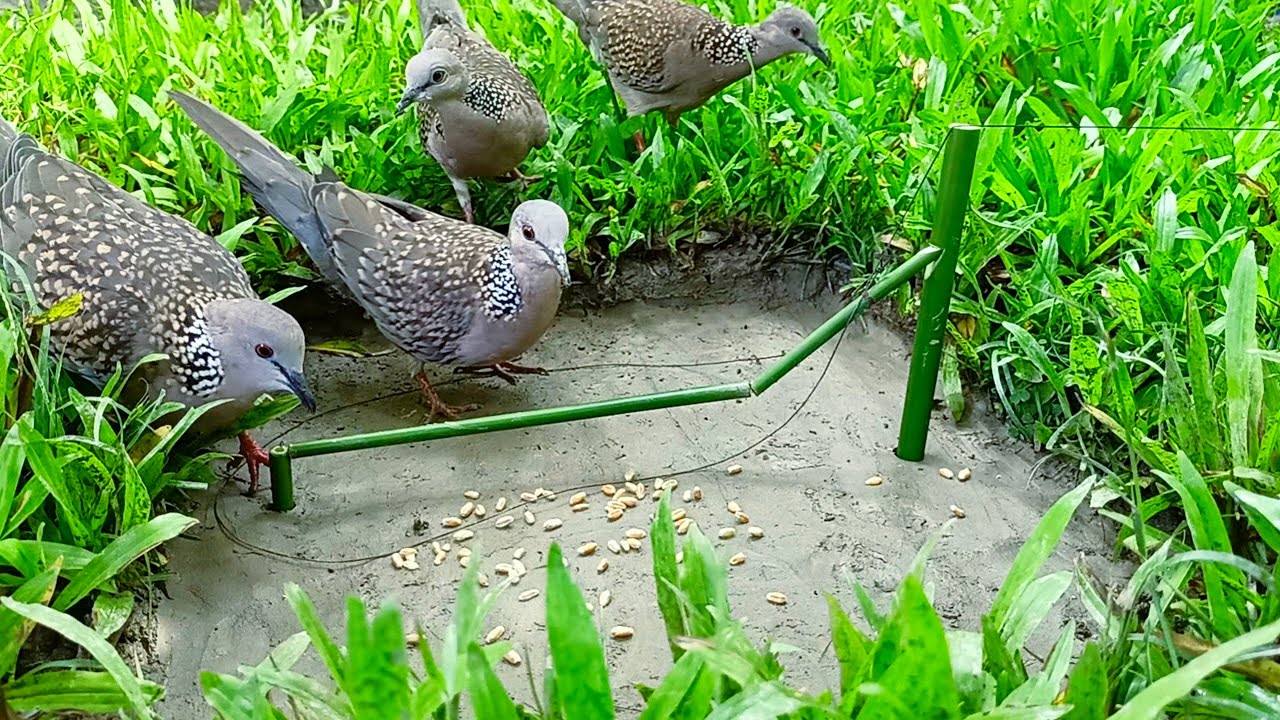 Shortcut bird trap 
