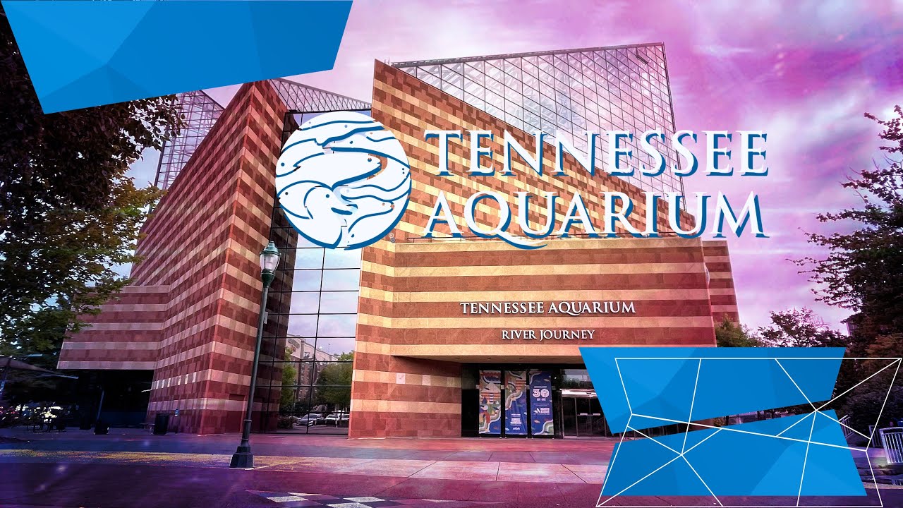 Relaxing at the Tennessee Aquarium
