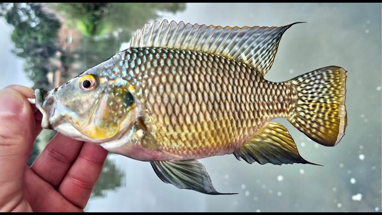 בוקר של דיג XUL מהנה בירקון 🎣 -Fun XUL fishing in the Yarkon River  HE/EN Subs