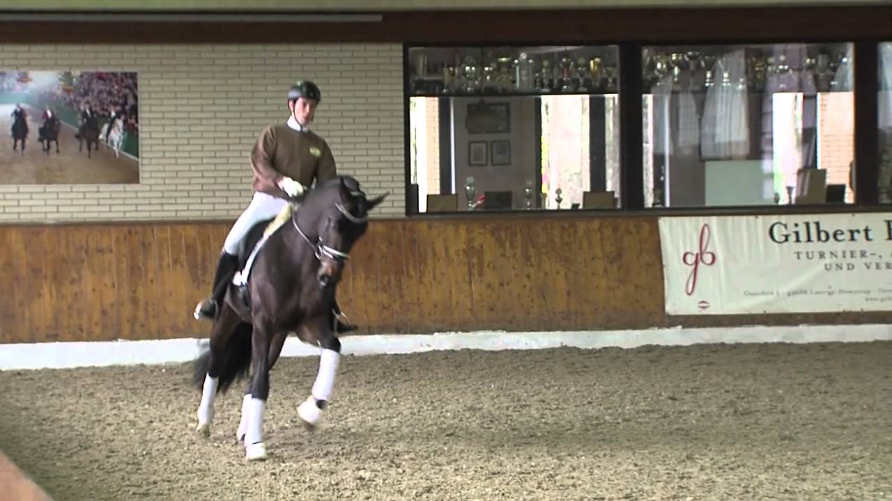 Danzador v. Diamond Hit - Lauries Crusador xx / Hengstvorführung Vechta 2014 - Böckmann Pferde