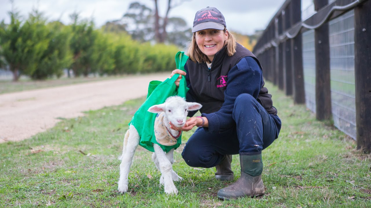 Lamb Learns to Walk With Aid of Plastic Bag