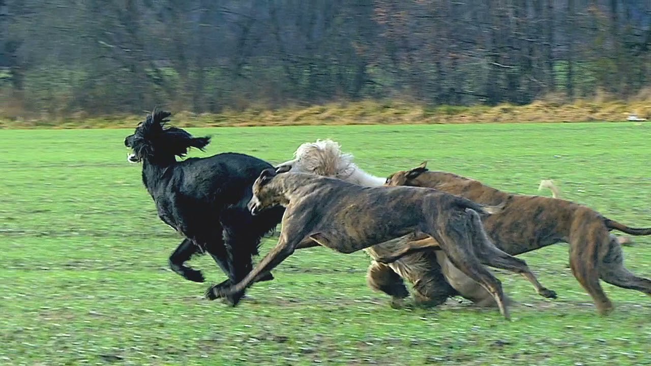 Sighthounds:  1 Afgan, 3 Taigan 5 Greyhounds !!!