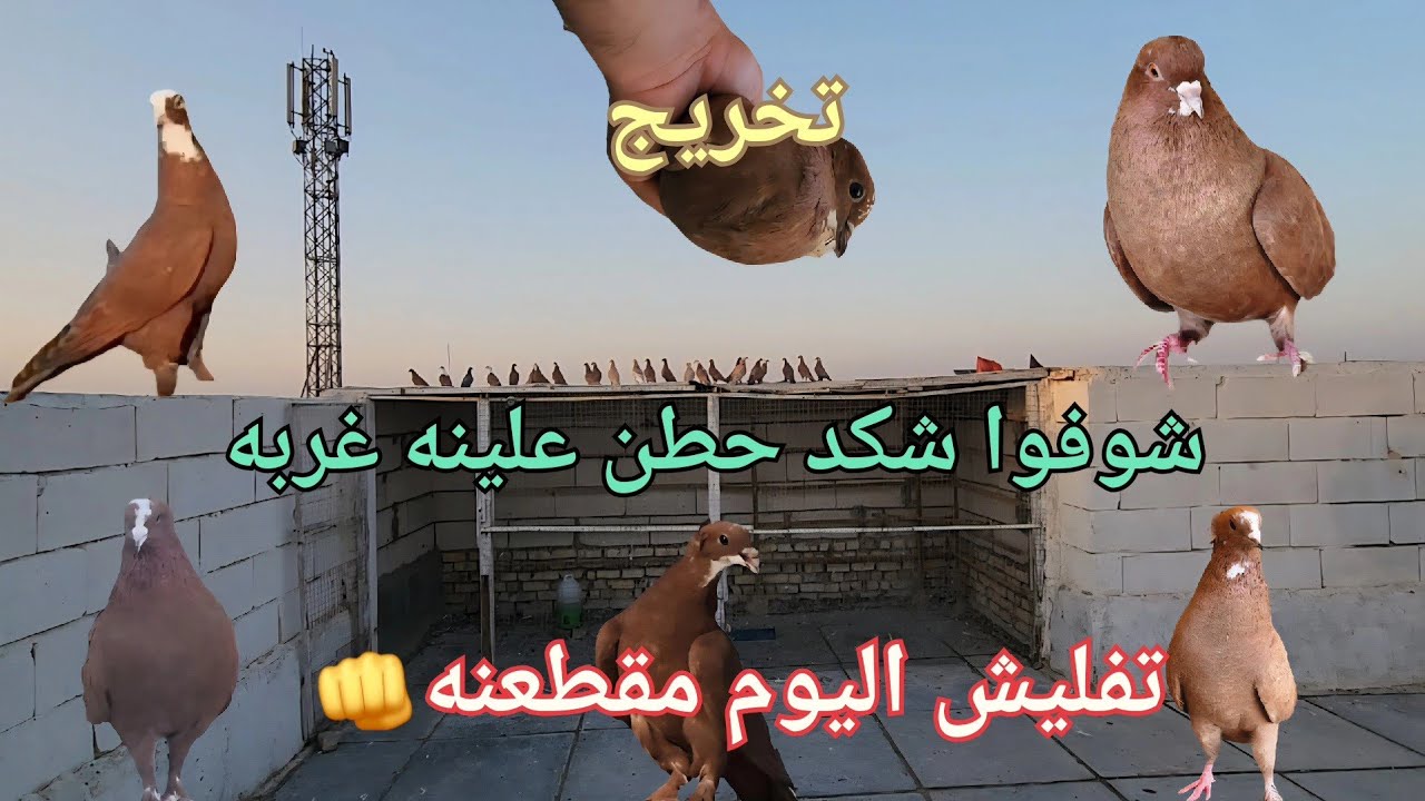 تخريج المصبغ بخضر 👍شوفوا الغربه الحطن😯 ورجعت طيره ما اتوقعت ترجع😮وتفاصيل هواي بالمقطع 👆