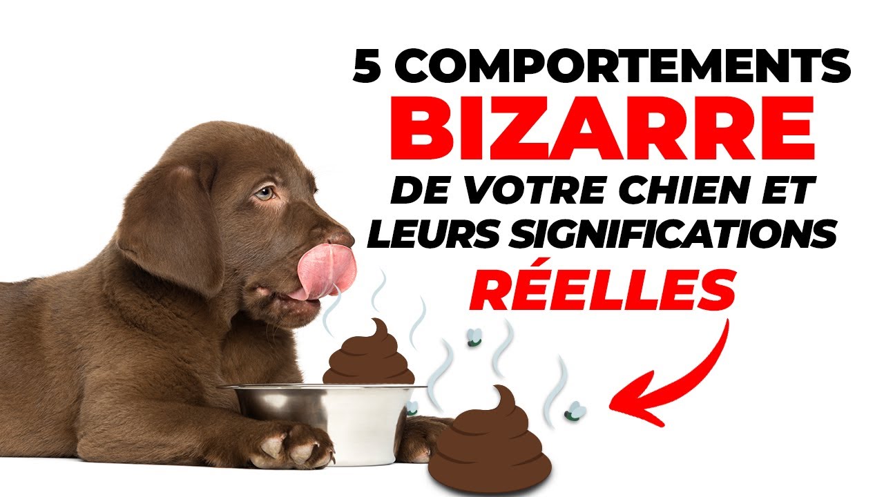 5 Comportements Bizarres De Votre Chien Et Leur Signification Réelle