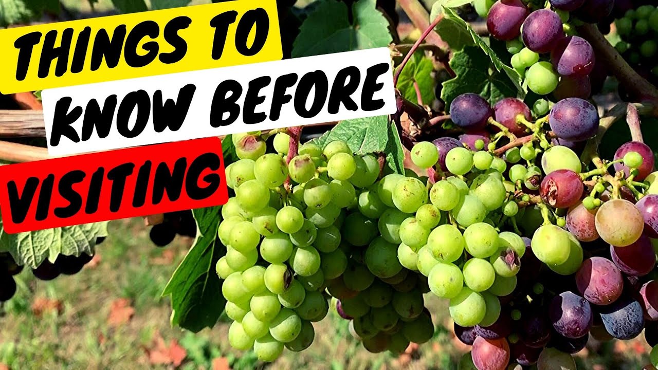 Top 5 Wineries in Kelowna, BC | Kelowna Wine Tour | Canada's Wine Capital