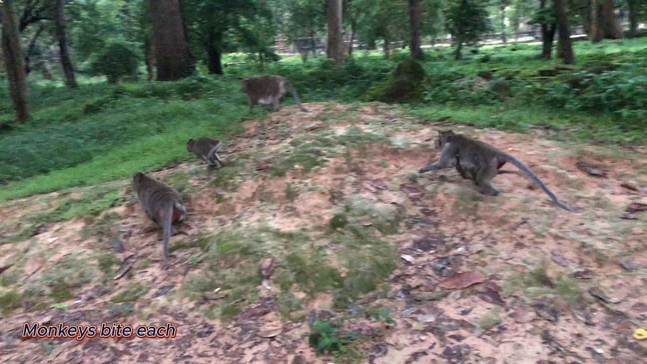 Monkeys bite each at Angkor Wat.