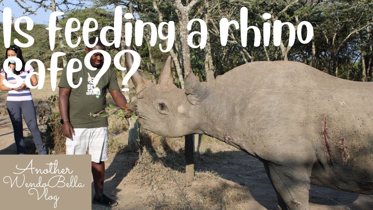 Is feeding a rhino safe?😱? Let's explore Nanyuki/Ol Pejeta Conservancy