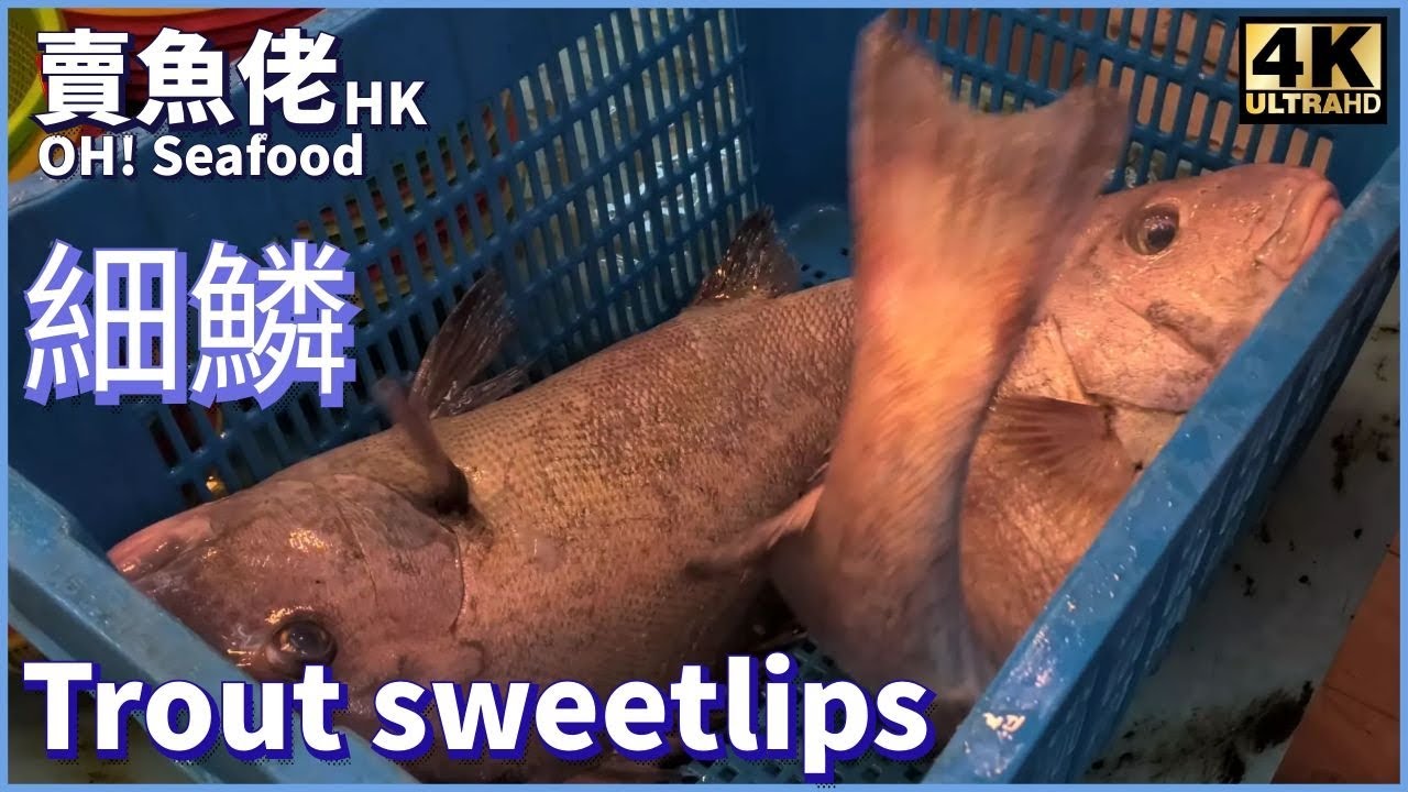 生劏 細鱗 胡椒鯛 血腥慎入｜西環魚王【OH! Seafood 4K】