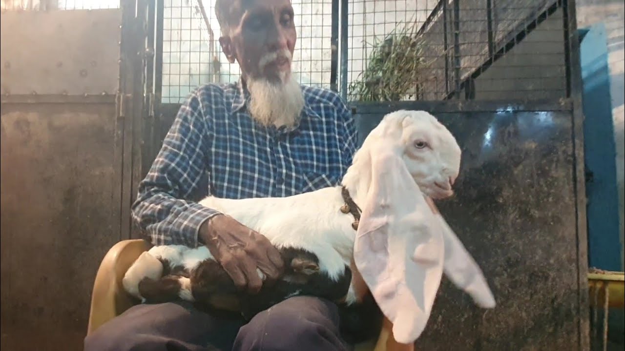 Jaffer Bhai Ka Sabse Purana Hyderabadi Breeding Setup | Ablak Ka Sabse Shandhaar Collection.
