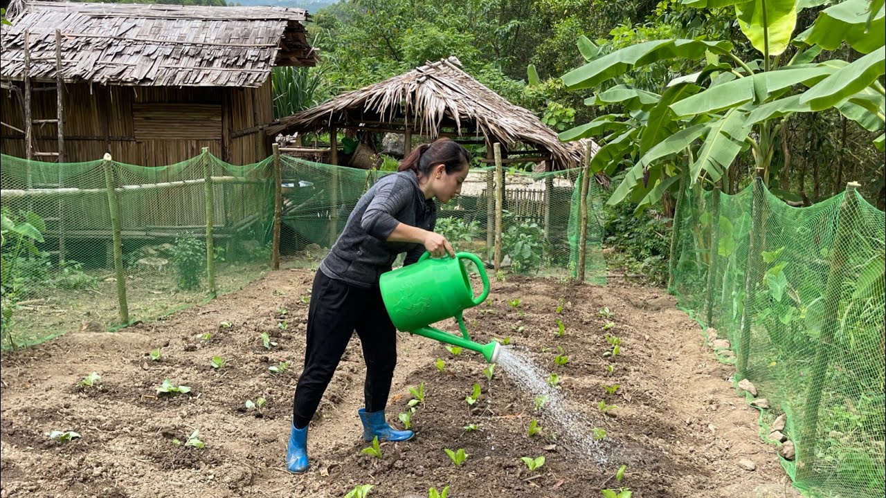 How to garden. grow vegetables, cabbage and tomatoes. make a fence with green net.EP.67