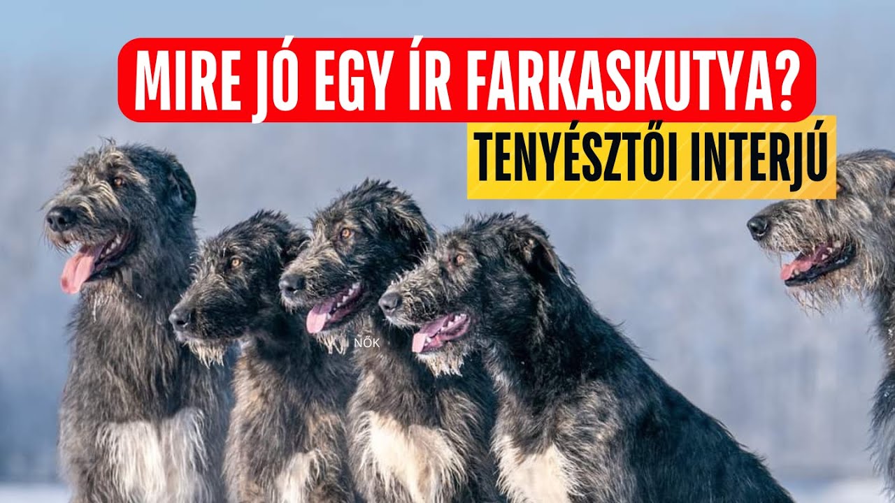Az ír óriás: ÍR FARKASKUTYA