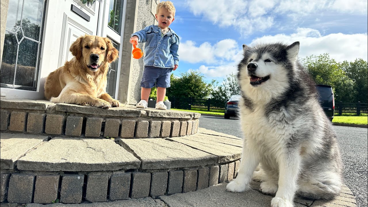 Reunited! Golden Retriever Meets Pack Leader Nana Niko - Cute