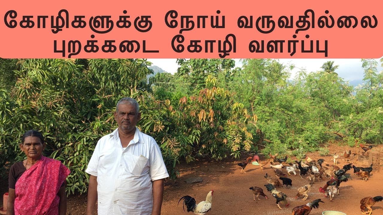 கோழிகளுக்கு நோய் வருவதில்லை | புறக்கடை கோழி வளர்ப்பு