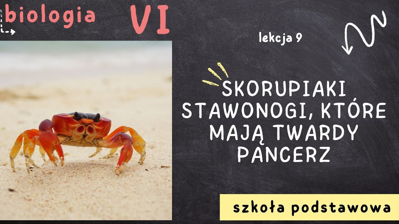 Biologia klasa 6 [Lekcja 9 - Skorupiaki - stawonogi, kt&oacute;re mają twardy pancerz]