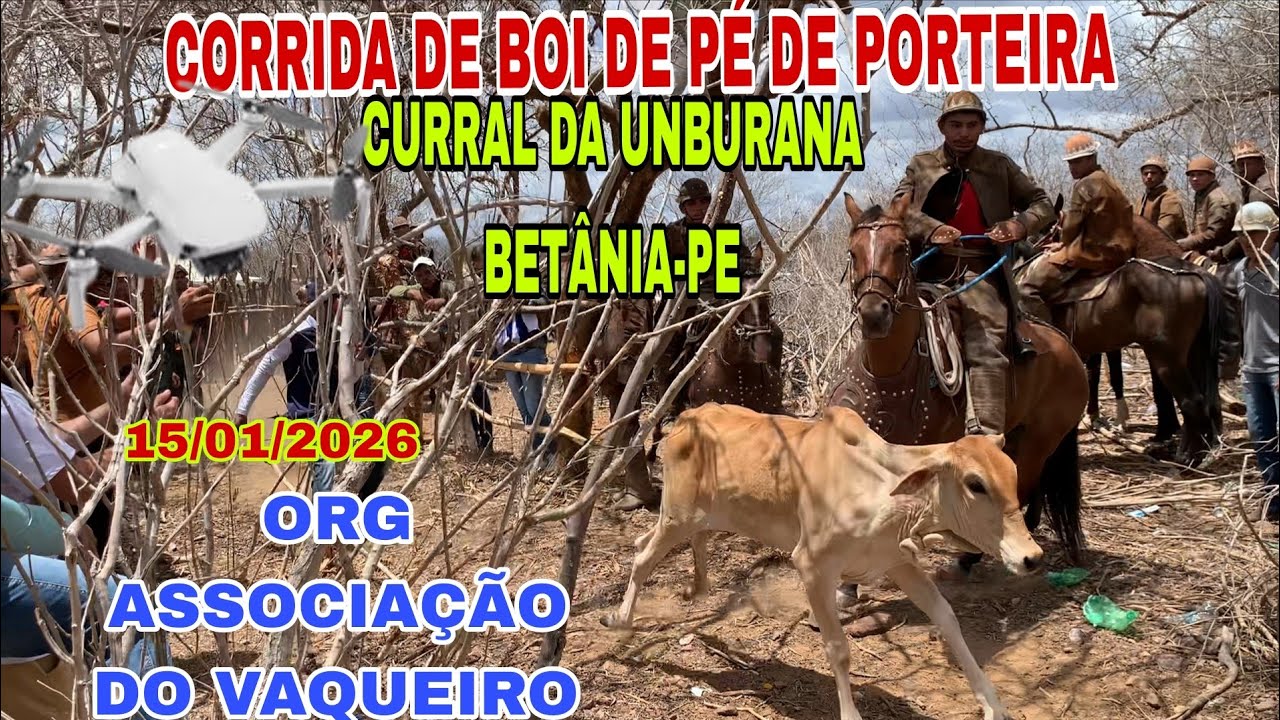 [DRONE] CORRIDA DE BOI DE PÉ DE PORTEIRA CURRAL DA  UNBURANA BETÂNIA-PE ORG ASSOCIAÇÃO DO VAQUEIRO.