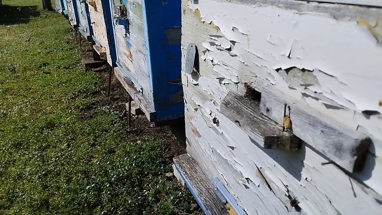 Начала цвести верба.