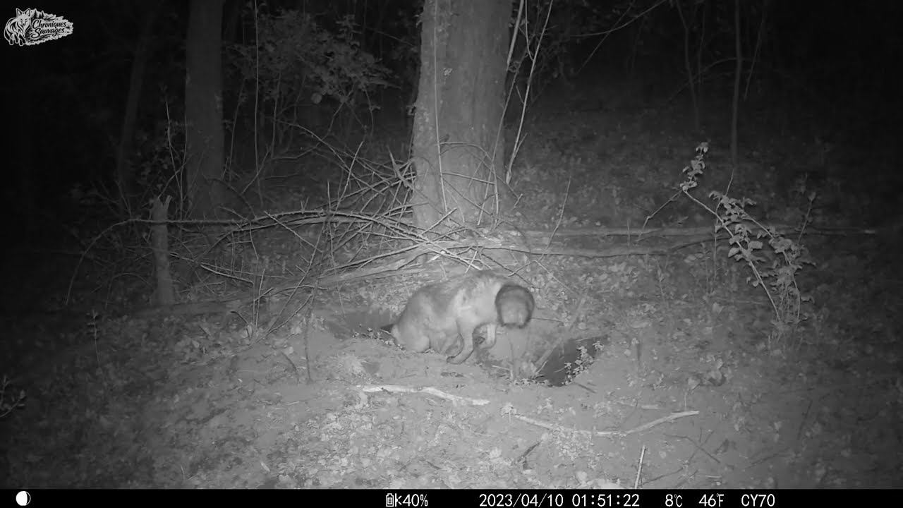 L'odeur des lapereaux attire les renards..