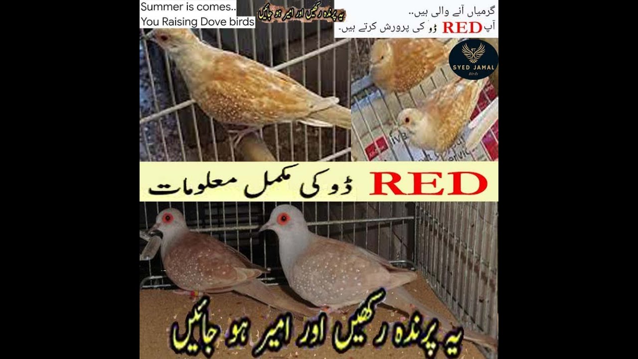 Red dove good earning business ! Home Birds Setup in Karachi ! Good business of Birds ! earningmoney