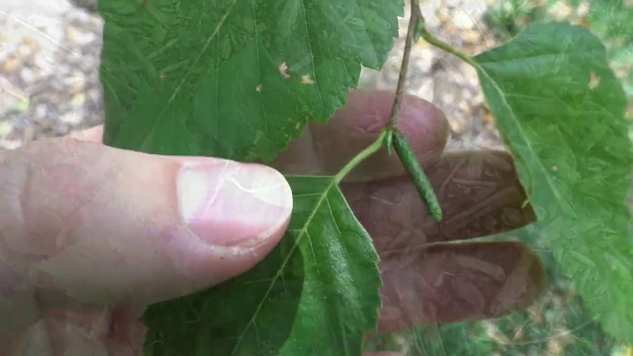 Identifying paper birch