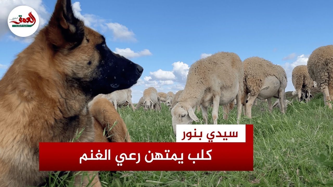 سيزار..قصة كلب