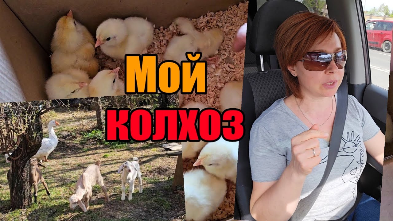 Новая техника》Очень много живности》Кого оставить себе