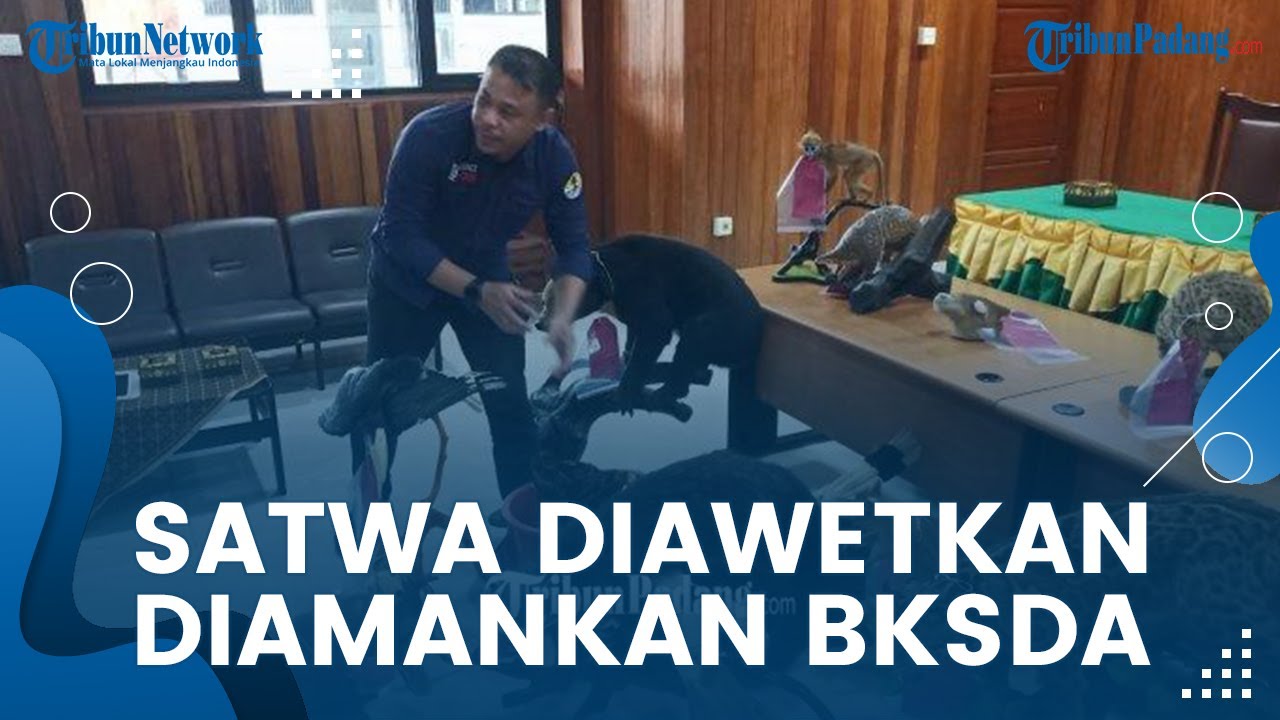 BREAKING NEWS: BKSDA Sumbar Amankan Puluhan Opsetan Satwa Dilindungi