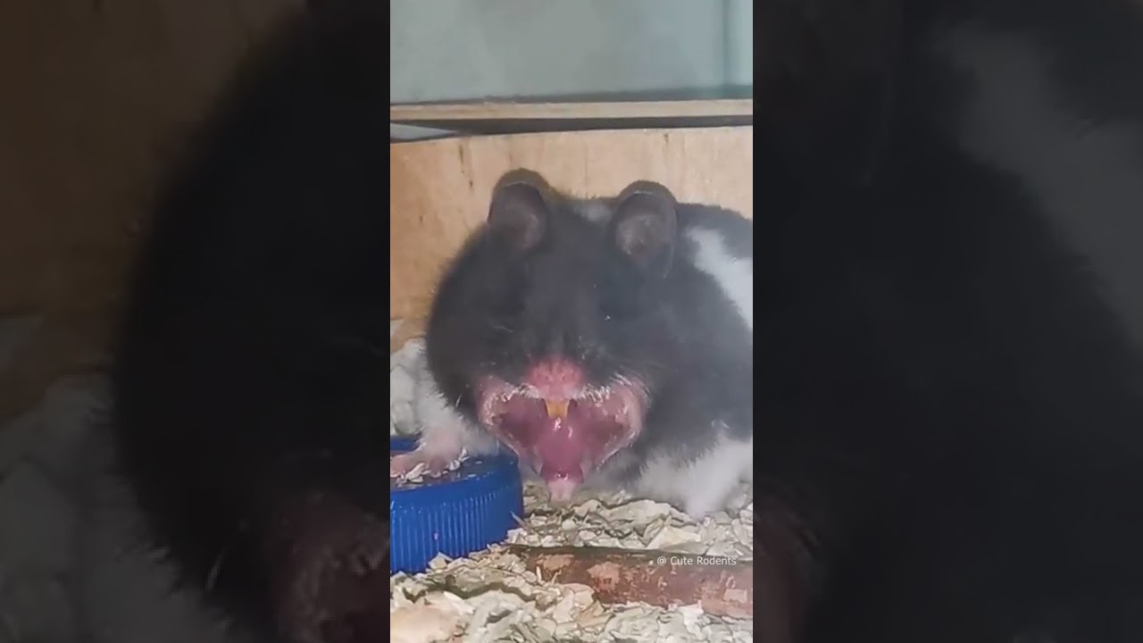 Hamster YAWN