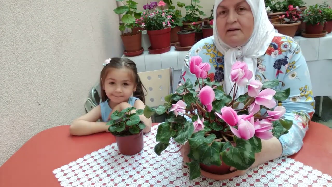SIKLAMEN(TAVŞAN KULAĞI) ÇİÇEĞİMİZİN  SOĞANI YAZIN  NASIL SAKLANIR .TÜM DETAYLARIYLA BU VİDEODA